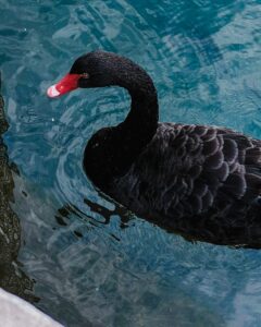 Photograph of a black waterfowl with a vivid red bill, gliding across rippling blue water, its dark feathers reflecting light in subtle patterns.