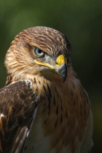 Close-up photograph of a hawk with piercing pale eyes, a sharp yellow beak tipped in black, and rich brown and tan feathers, set against a blurred green background.