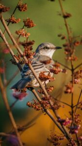 A close-up of a small gray bird perched among thin branches with clusters of reddish berries, set against a blurred background of green and golden hues.